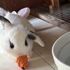 Holland lop females  
