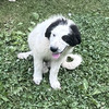 Great Pyrenees Puppies