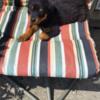 I HAVE 2 BEAUTIFUL GIRLS AND 2 HANDSOME BOYS ROTTWEILER LEFT. WELL MAINTAINED AND LOVED