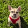 Cooper French bulldog for sale