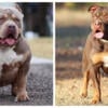 Worlds best chocolate and lilac xl American bullies