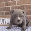 American bully puppy for sale