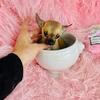 Chihuahuas