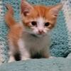 2 standard munchkin males SOILD ORANGE KITTEN IS ON HOLD 