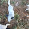 10 beautiful Australian heeler pups for sale