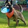 Belgian Malinois Pups, AKC,DNA,OFA Testing, 3 yr health guarantee