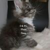 Female Maine Coon TICA