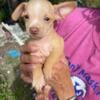 Miniature chihuahua male puppies