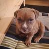 ABKC american bully pups