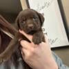 Akc lab puppies ready now