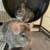 For sale 2 four year old female chinchillas