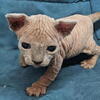 Female & Male Sphynx Kittens - Nationwide Shipping Available