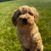 Mini Golden Doodle second generation