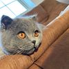 3 years old Scottish fold girl looking for home