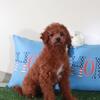Ruby Gorgeous Female Mini Goldendoodle Puppy
