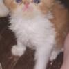 Persian, purebred Kittens 10 wks, Gentle, M & F Red & White, & Calico