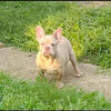 French Bulldog price cut n half