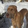 Great Dane Stud Available