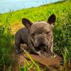 Stud 500 or buy outright Blue brindle Isabella carrier 