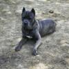 Male blue brindle Cane Corso