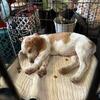 Akc beagle puppy