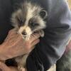 Fox kits(pups)