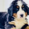 Bernese Mountain Dog Guardianship/Co-Owner