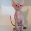 Sunny, the Playful 2-Month-Old Male Sphynx, Seeks His Forever Home!