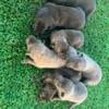 Dutch shepherd puppies