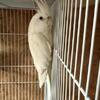 White and whiteface cockatiels