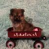 Reduced! 2 female Pomeranian pups