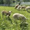 Katahdin/White Dorper Sheep/ Ewes, lambs, and a Ram 
