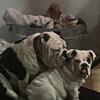 English bulldog stud available!!!