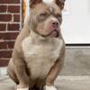 Bully lilac tri for cash or trade
