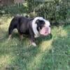 Blue tri Male English Bulldog