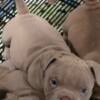 Exotic Bully puppy 