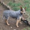 9 month old male Blue Heeler