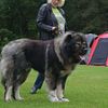 Best USA purebred big gray caucasian shepherd pups  2022