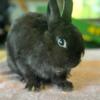 Male Netherland Dwarf