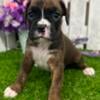 Adorable Brindle Boxer Puppies - AKC Registered Litter (Born 06/07/24)