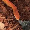 Albino cornsnake for rehoming NOVA VA