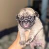 Adorable pug puppies are looking for the forever home