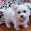 Maltese 2pup Boy $ Girl