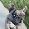 MERLE FRENCH BULLDOG FOR STUD