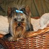 AKC Registered Yorkie Yorkshire Terrier Stud Service Proven (puppies available)