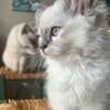 SOLD Ragdoll kitten (MORE AVAILABLE)