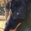 Akc registered Labrador retriever puppy for sale. 