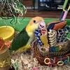 Caique Babies for sale