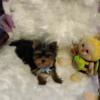 SOLD Kennel downsize  price reduced AKC Male Yorkie pup for sale
