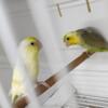Parrotlet proven breeding pairs